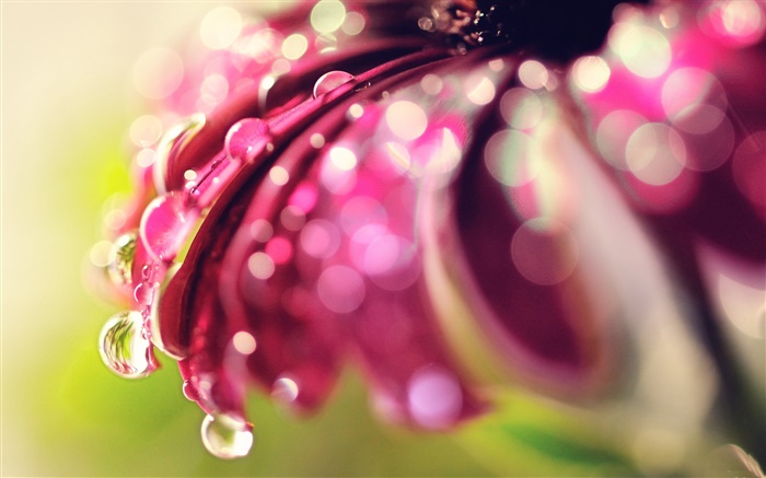 Красный цветок макросъемки, лепестки, роса обои,s изображение