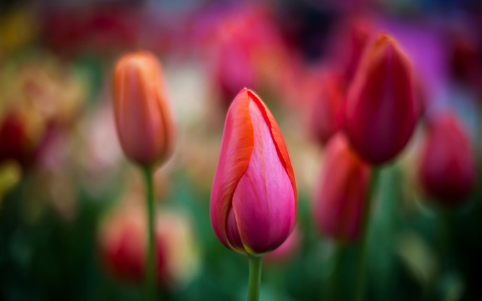 Красные тюльпаны крупным планом, цветы, боке обои,s изображение