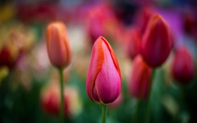 Красные тюльпаны крупным планом, цветы, боке HD обои