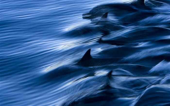 Море, дельфины, скорость, вода, всплеск обои,s изображение