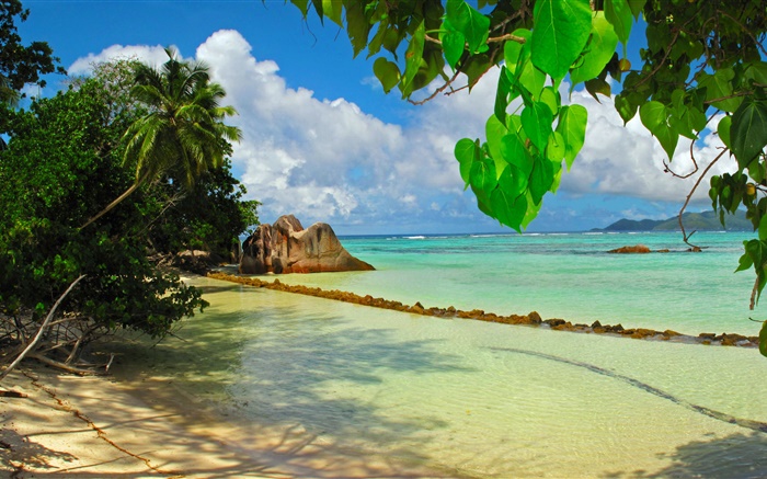 Сейшельские острова, море, пляж, растения, листья обои,s изображение