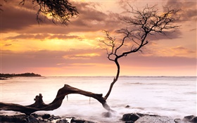 Одно дерево, закат, море, красное небо, Гавайи, США HD обои