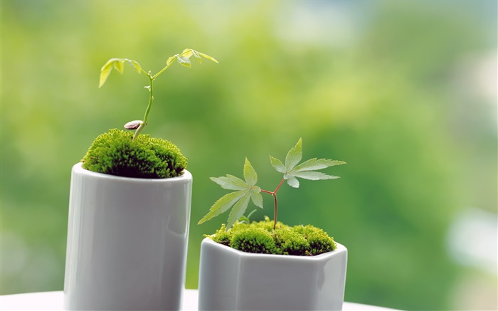 Маленький зеленый бонсай, весна, прорастать обои,s изображение