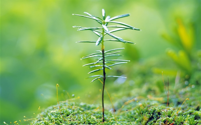 Маленькие почки деревьев, зеленый, весна обои,s изображение
