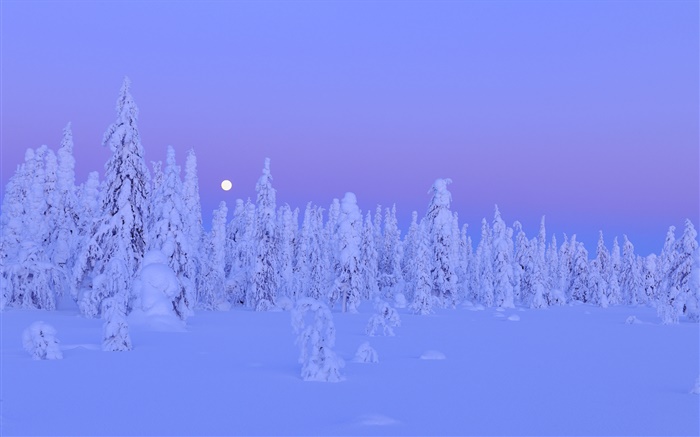 Заснеженные деревья, зима, ночь, луна, провинция Оулу, Финляндия обои,s изображение