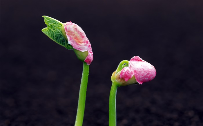 Весна, семена арахиса прорастать обои,s изображение