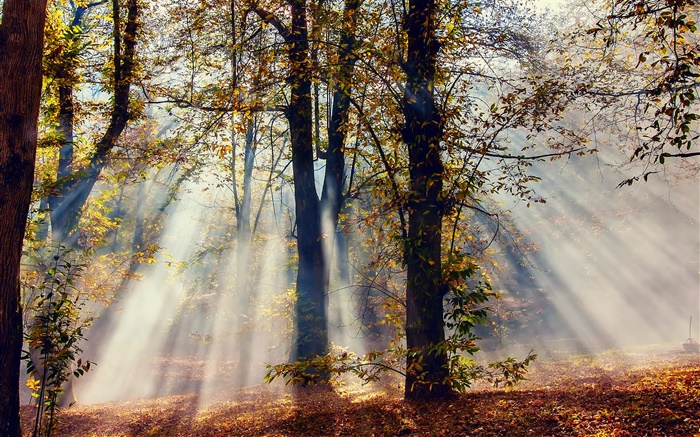 Солнечные лучи, лес, деревья, осень обои,s изображение