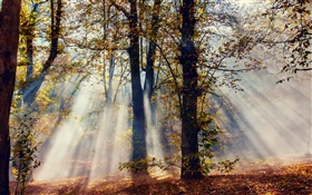 Солнечные лучи, лес, деревья, осень HD обои