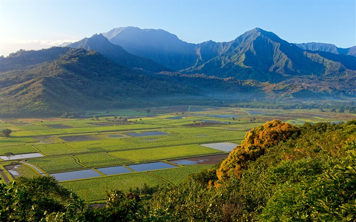 Taro поля, Ханалей Долина, Кауаи, Гавайи обои,s изображение