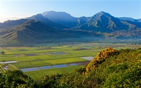 Taro поля, Ханалей Долина, Кауаи, Гавайи HD обои