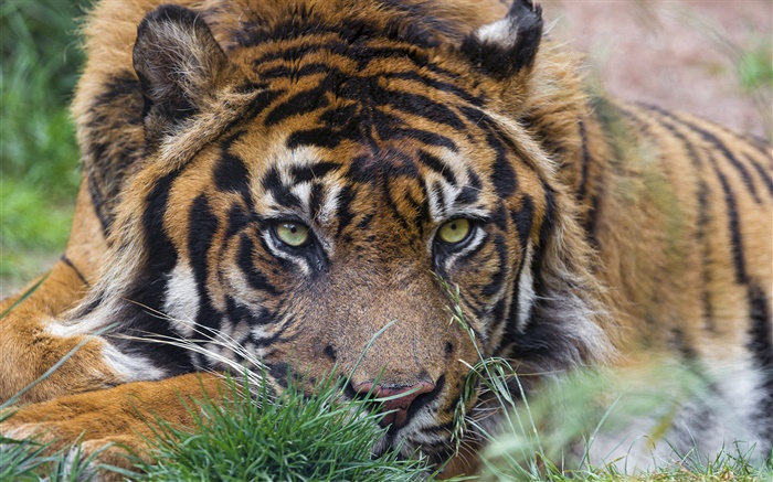 тигр, лицо, глаза, трава обои,s изображение