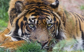тигр, лицо, глаза, трава HD обои