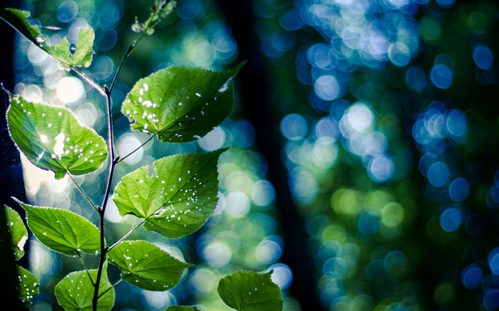 Ветка, зеленые листья, макро, боке обои,s изображение