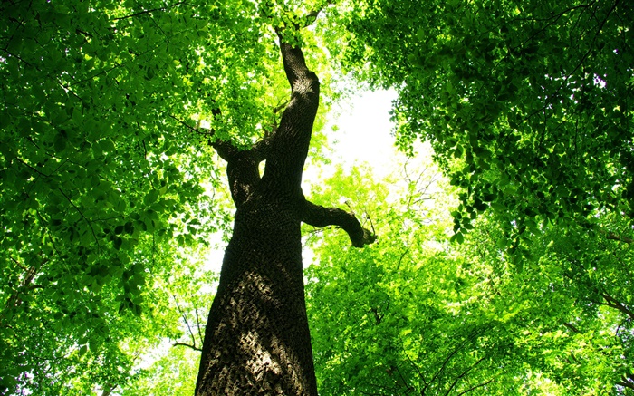 Дерево, зеленые листья, солнечные лучи обои,s изображение
