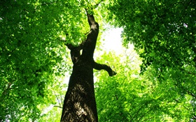 Дерево, зеленые листья, солнечные лучи HD обои