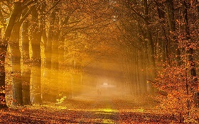 Деревья, красные листья, дорога, люди, солнце, осень HD обои