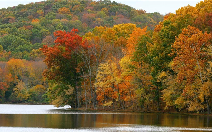 Деревья, река, осень обои,s изображение