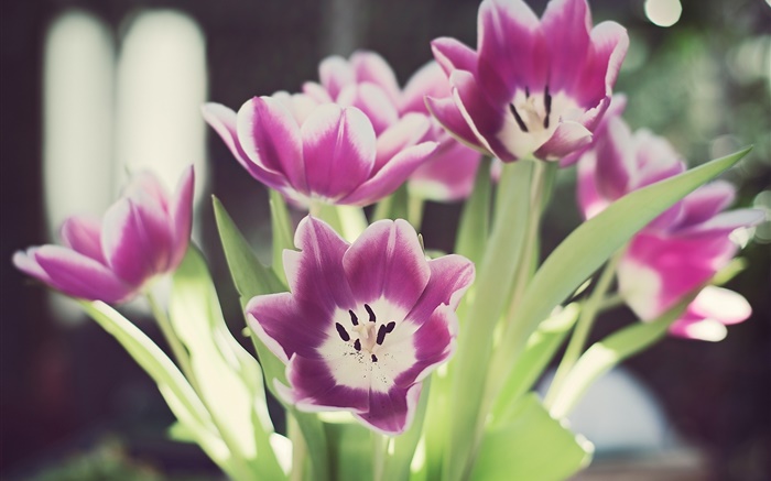 Тюльпан цветы, лепестки, блики, боке обои,s изображение