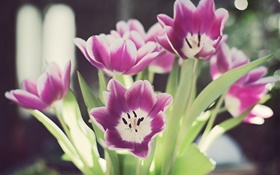 Тюльпан цветы, лепестки, блики, боке HD обои