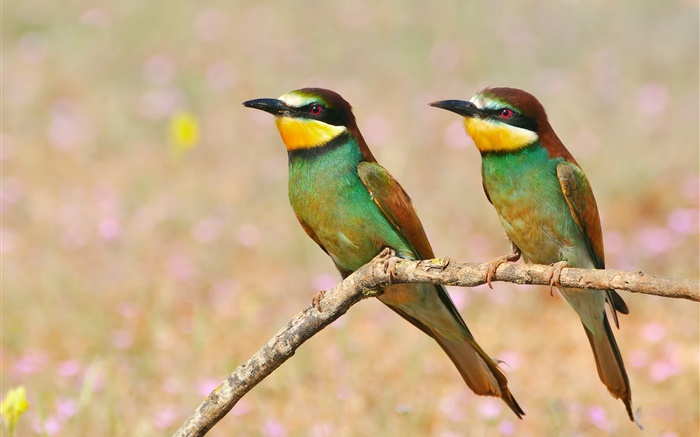 Две птицы, ветка дерева обои,s изображение