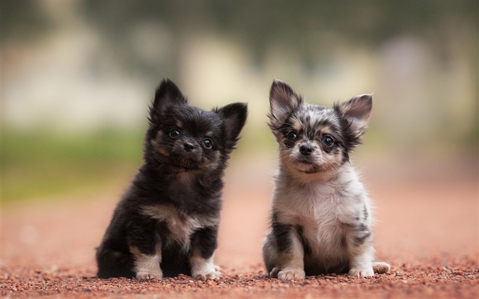 Две собаки, щенки, черный и серый обои,s изображение