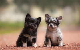 Две собаки, щенки, черный и серый