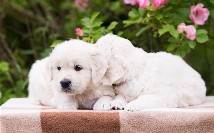 Два щенки, белые собаки обои,s изображение