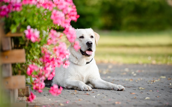 Белая собака, цветы обои,s изображение