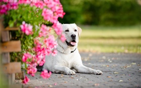 Белая собака, цветы