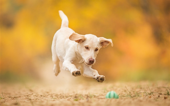 Белая собака, щенок, прыгать, играть в мяч обои,s изображение