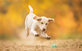 Белая собака, щенок, прыгать, играть в мяч