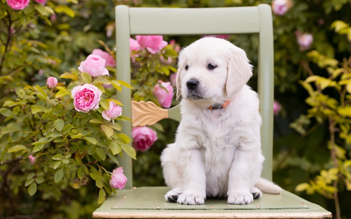 Белая собака, щенок, выросли цветы, стул обои,s изображение