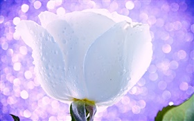 Белый цветок, роза, капли воды, росы, свет, блики