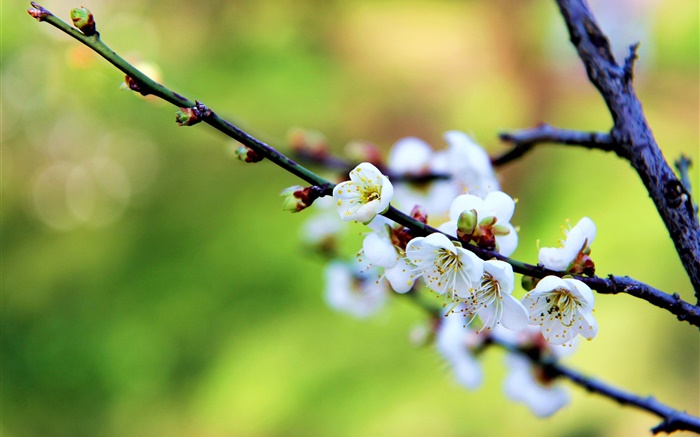 Белые цветы, сливы, весна обои,s изображение