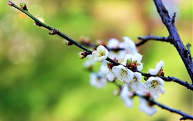 Белые цветы, сливы, весна HD обои