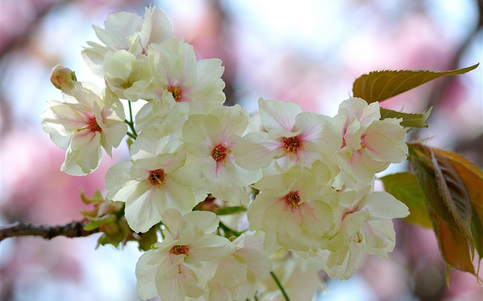 Белые розовые лепестки, ветки, цветы, весна обои,s изображение