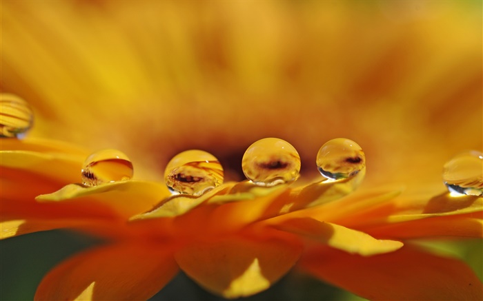 Желтые цветы макро, лепестки, капли воды обои,s изображение