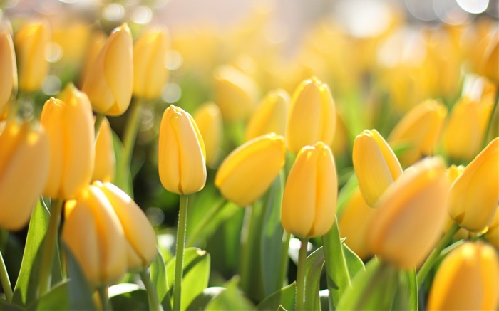 Желтые цветы, тюльпаны, блики обои,s изображение