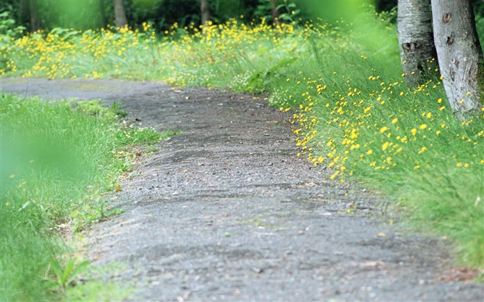 Желтые полевые цветы, путь, размыто обои,s изображение