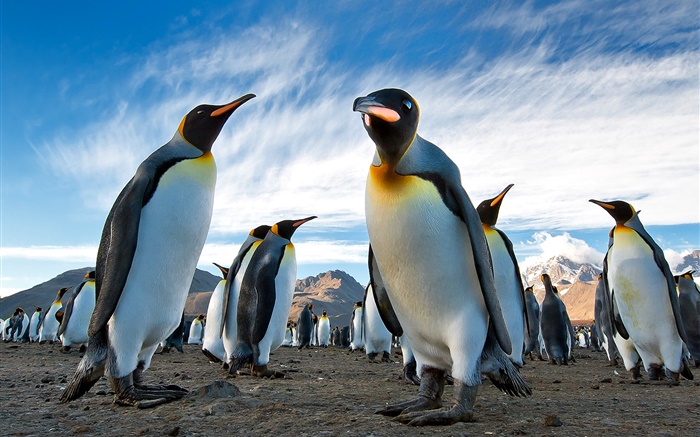 Животные макро, пингвины, небо, облака обои,s изображение