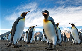 Животные макро, пингвины, небо, облака HD обои