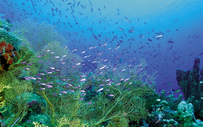 Красивые подводные, растения и рыбы обои,s изображение