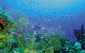 Красивые подводные, растения и рыбы