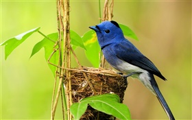 Синяя птица, гнездо, листья HD обои
