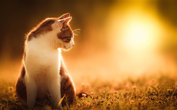Кот на закате обои,s изображение