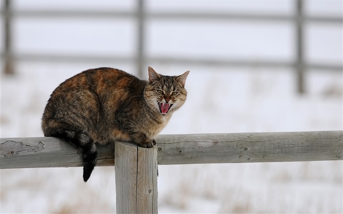 Кот в зимний, забор, снег, холод обои,s изображение
