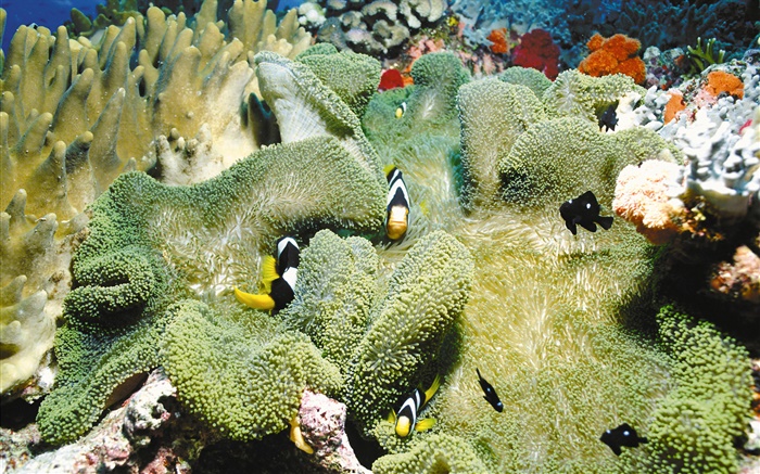 Коралл, рыба-клоун, подводный обои,s изображение