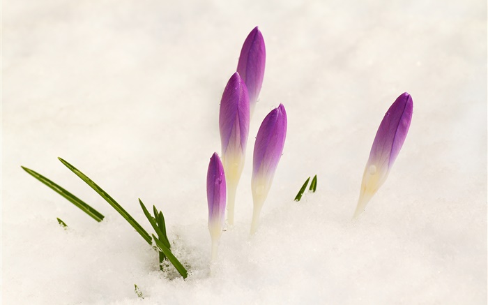 Крокус, снег, фиолетовые цветы обои,s изображение