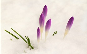 Крокус, снег, фиолетовые цветы