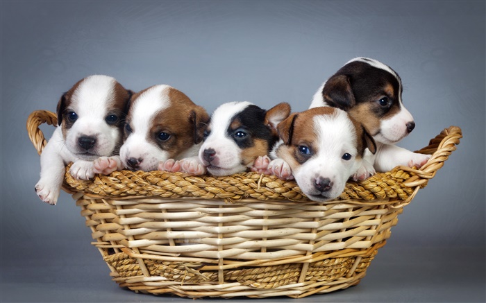 Пять щенков, корзины обои,s изображение